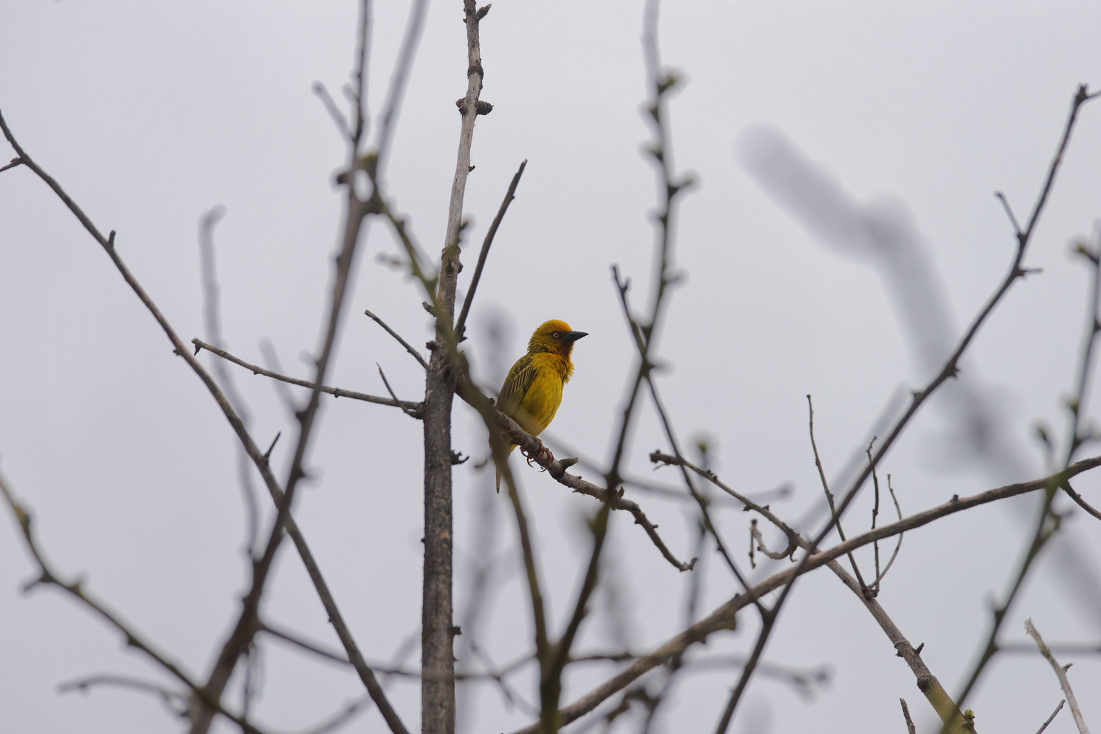 20161108 114045 Brillenwebervogel